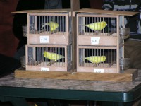 /album/canarinidacanto/stamm-472-pti-jpg/